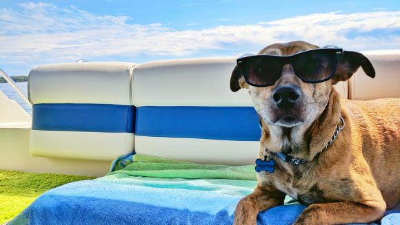 dog on vacation - Baker's Sunset